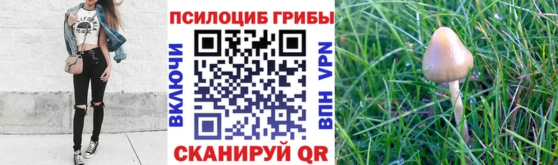 Псилоцибиновые грибы GOLDEN TEACHER  дарк нет телеграм  Короча 